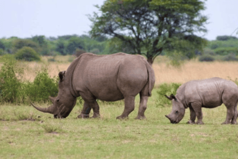阿鲁沙：3日姆科马齐国家公园与马赛村落之旅