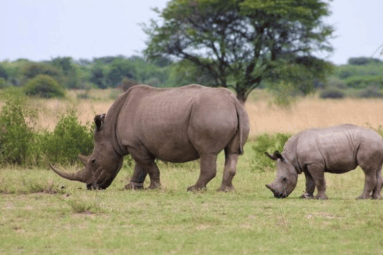 阿鲁沙：3日姆科马齐国家公园与马赛村落之旅