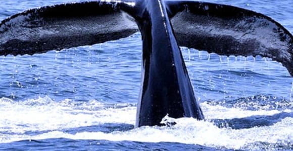 Perth: Whale, Dolphin and Seal Wildlife Encounters Cruise