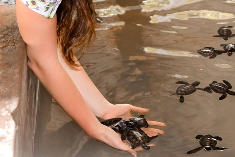 From Colombo: Mangroves, Turtles & Golden Shores