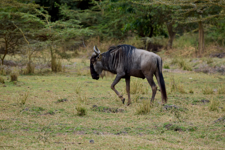 Viaggio di due giorni al Lago Manyara con canoa e passerella tra le cime degli alberiCampeggio a Karatu