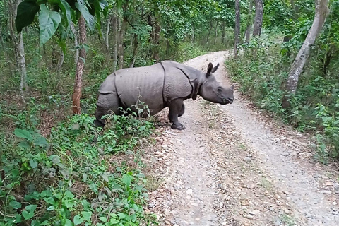 From Pokhara: 3-Days Chitwan Safari Tour with Hotel Transfer