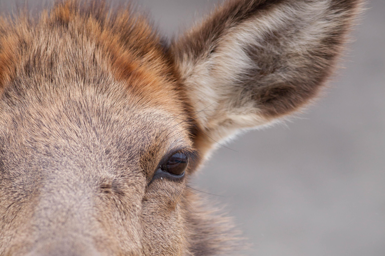 From Jackson Hole: Half-Day Grand Teton Winter Wildlife Tour