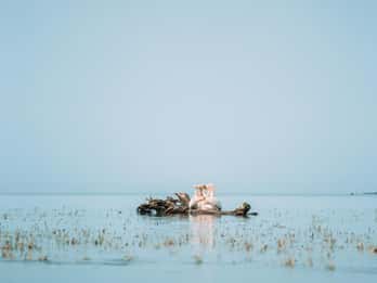 VISITE PREMIUM EN PETIT GROUPE Bucarest - Le cœur du delta du Danube