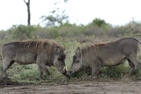 7 Day Rwanda & Uganda Primates Trekking & Wildlife Tour