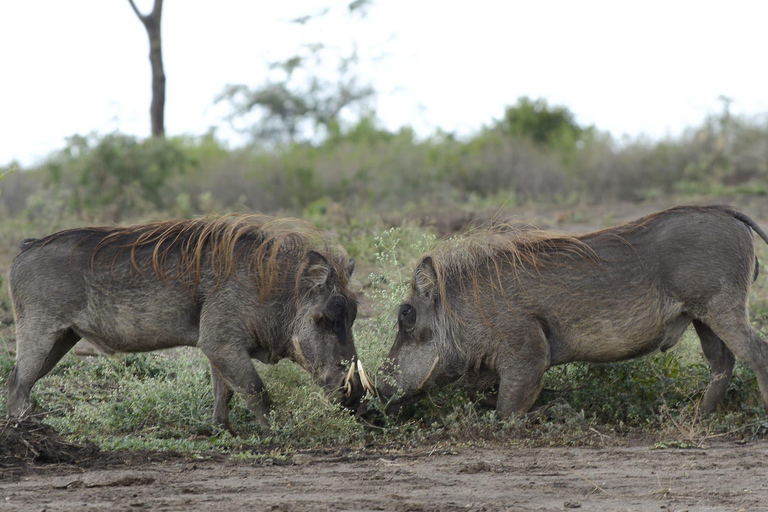 7 dagars Rwanda &amp; Uganda Primates Trekking &amp; Wildlife Tour