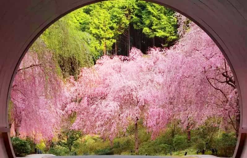 Tour de primavera por los cerezos en flor: Museo Miho y Mii-dera de noche