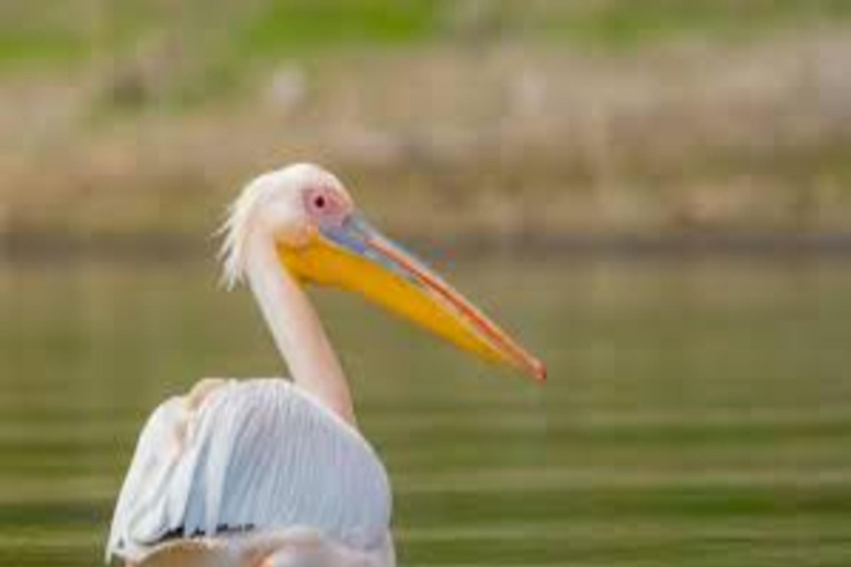 Nairobi: Nationaal Park Hell&#039;s Gate en Lake Naivasha Dag ...