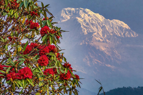 Pokhara: Mohare Danda Community Eco Sunrise Trek with Guide