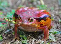 3 días -HildLife y Lemur Discovery Tour a Andasibe - Housity