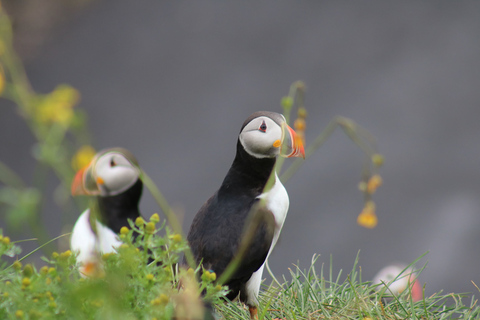 Reykjavik : observation des macareux