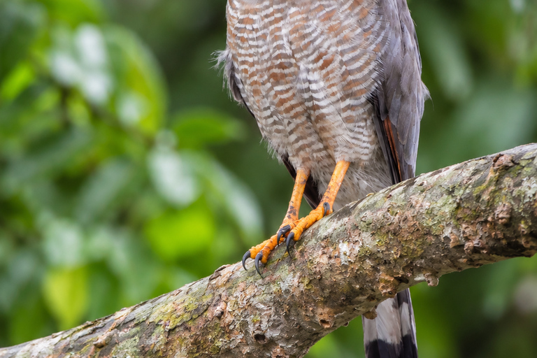 Santa Marta: Birdwatching Tour Sierra Nevada (Minca)