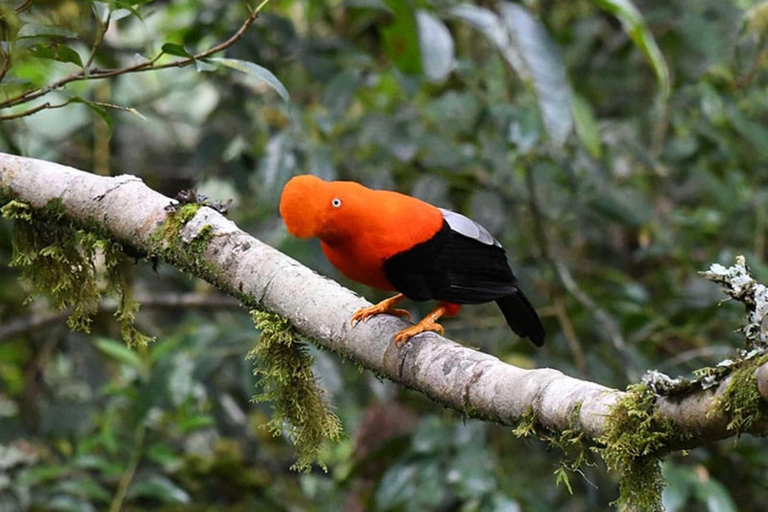 4-Day Exploration of the Manu Amazon – Departure from Cusco