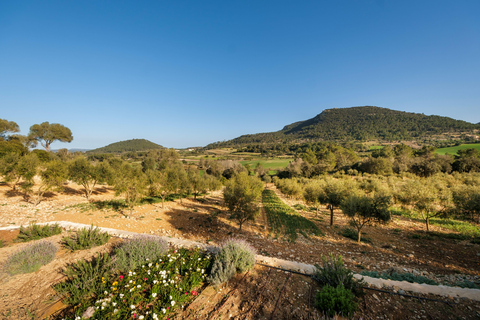 Mallorca Olive grove visit, Oil & Wine Tasting & Light Lunch Español Olive grove visit, olive oil and wine tasting, snack