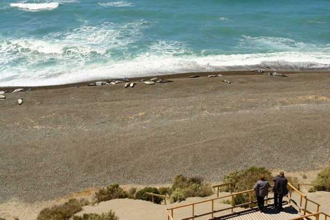 Valdes Peninsula: Full Day with Whale Watching Full Day Peninsula Valdes with Whale Watching
