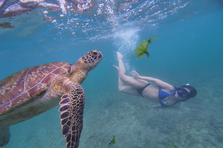 Mirissa: Coral Coast Divers Snorkeling Tour with Turtles