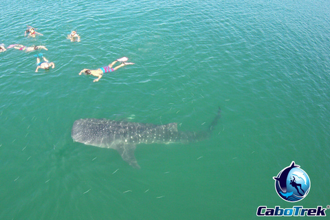 Whale Shark Experience