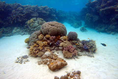 Phi Phi : Maya Bay snorkeling trip with Shrak by Speed Boat