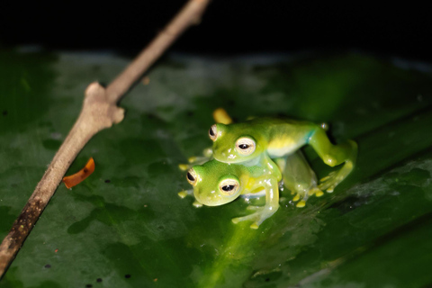 La Fortuna: Nocny spacer w La Fortuna