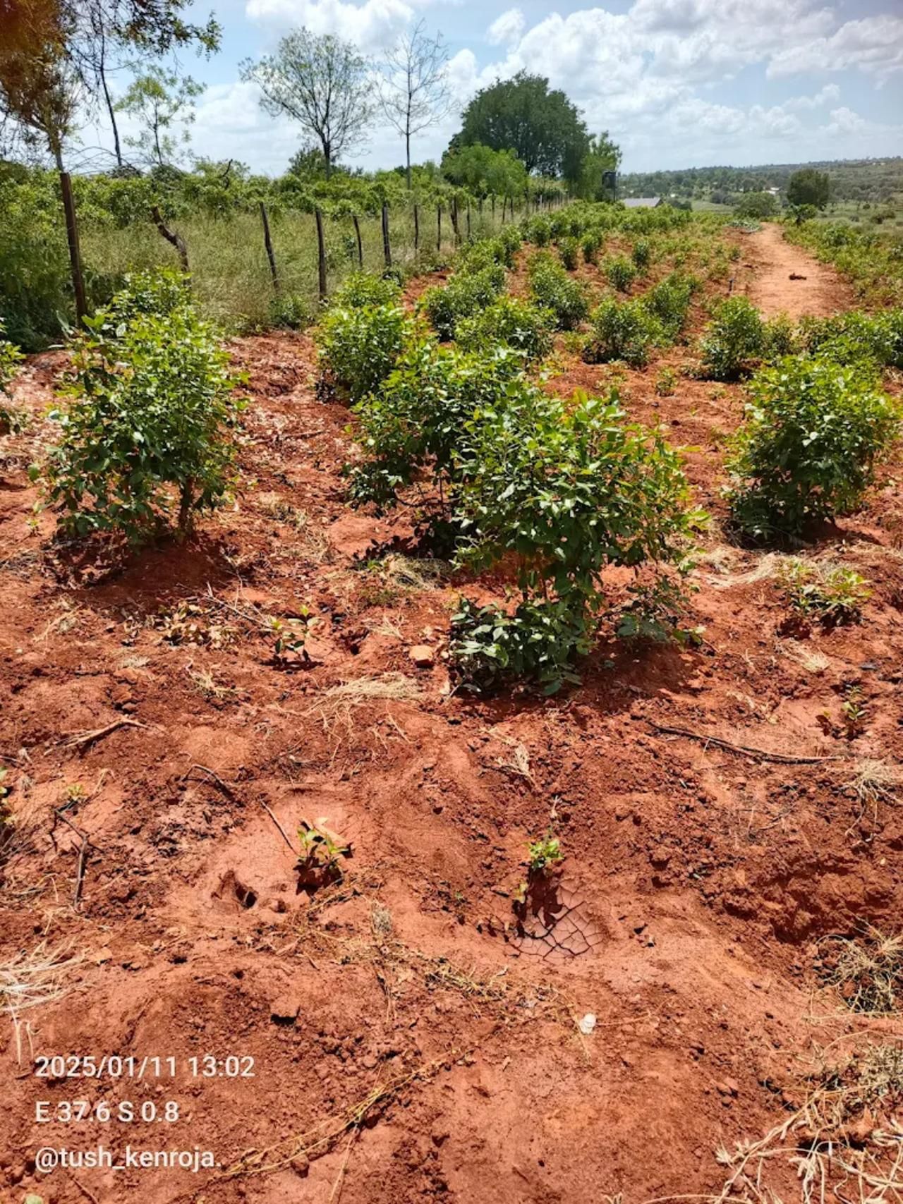 Nairobi: Muguka Farm & ländliches Leben erleben