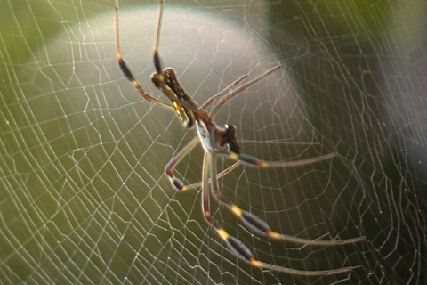 From Puerto Jimenez: Safari to Carate wildlife observation Safari to Carate from Puerto Jimenez with local tour guide.