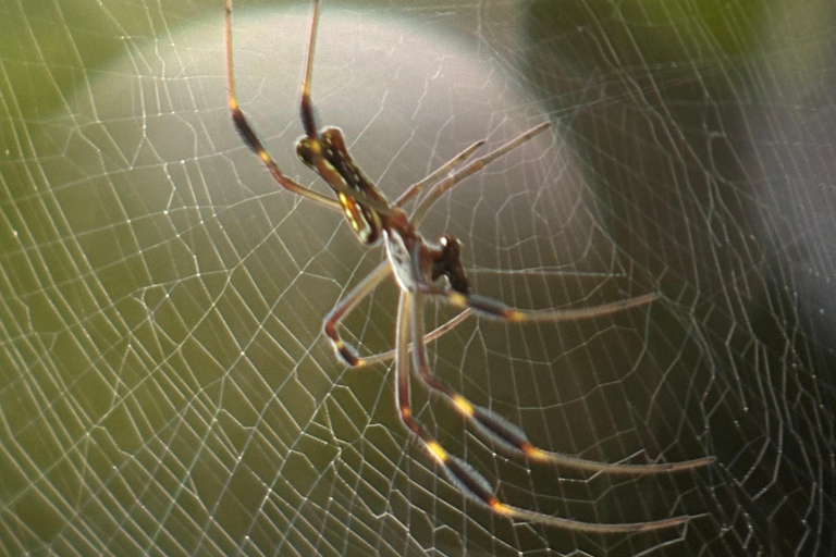 From Puerto Jimenez: Safari to Carate wildlife observation Safari to Carate from Puerto Jimenez with local tour guide.