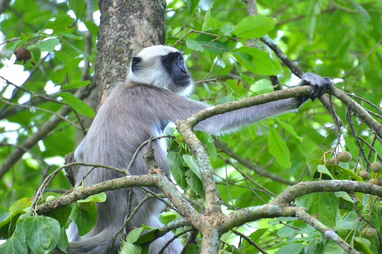 Chitwan: 3-daagse rondleiding door nationaal park met wildsafariChitwan: 3-daagse rondreis door het nationale park met wildsafari