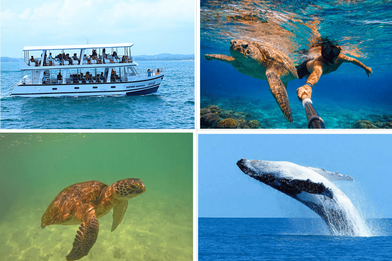 Mirissa: Blue Whale Watching & Turtle Snorkeling Combo Tour