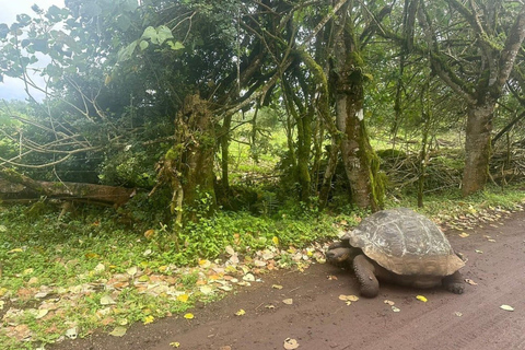 GALAPAGOS: Förpackning x04 KROCKAR, TOPP DEL, CHARLES DARWIN, TURTLE BAY