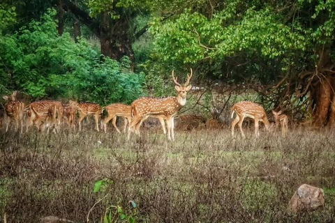 Mumbai Cycling: SGNP Wildlife Trails &amp; Ancient Kanheri Caves