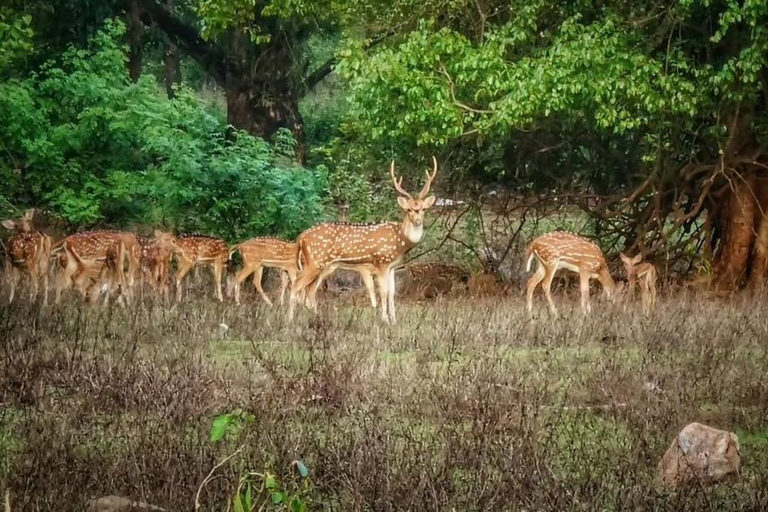 Mumbai Cycling: SGNP Wildlife Trails &amp; Ancient Kanheri Caves