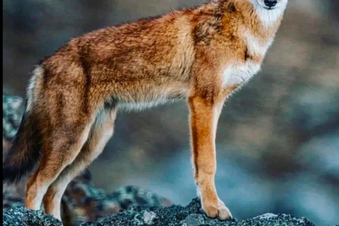 Addis Abeba: Bale-Gebirge &amp; Sof Omar-Höhle 4-tägige TourAddis Abeba: 4-tägige Tour zu den Bale Mountains und der Sof Omar-Höhle