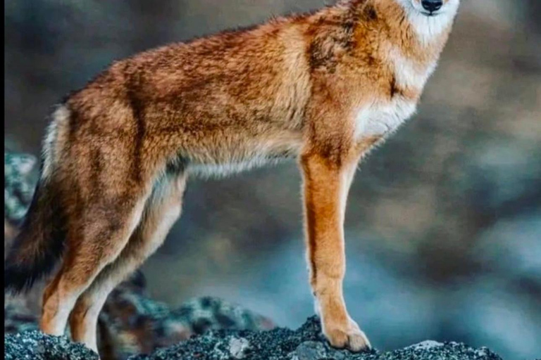 Addis Abeba: Äthiopien: 9-tägige Tour mit Flügen und Unterkunft