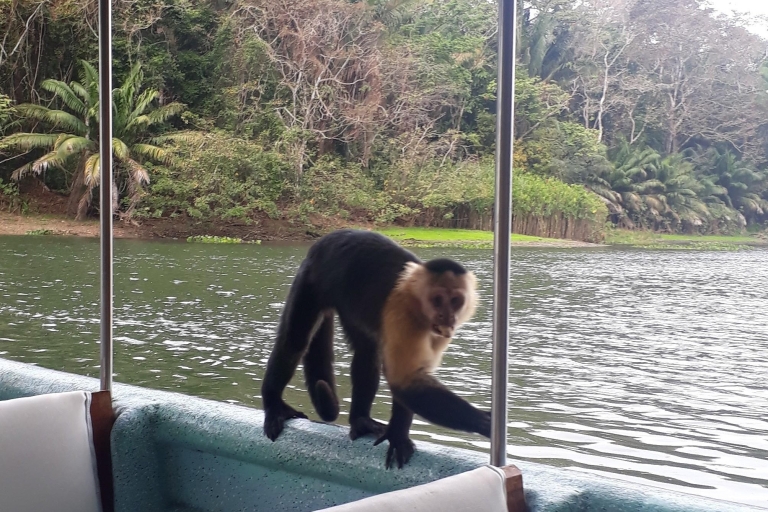 Panama: Monkey Island Gatun See Bootsfahrt
