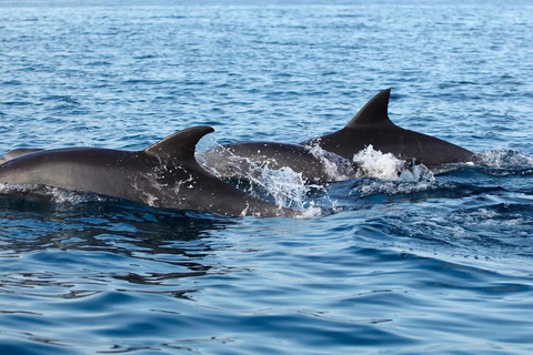 NYC : croisière d&#039;observation des baleines au départ de ManhattanNew York : croisière d&#039;observation des baleines au départ de Manhattan