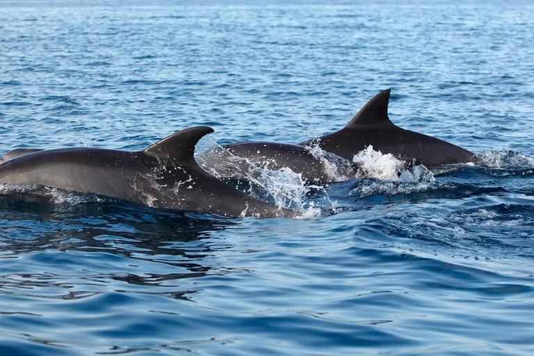 NYC : croisière d&#039;observation des baleines au départ de ManhattanNew York : croisière d&#039;observation des baleines au départ de Manhattan