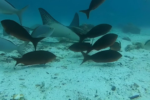 IMMERSIONI A MOSQUERA - TESORI SUBACQUEI DELLE GALAPAGOS