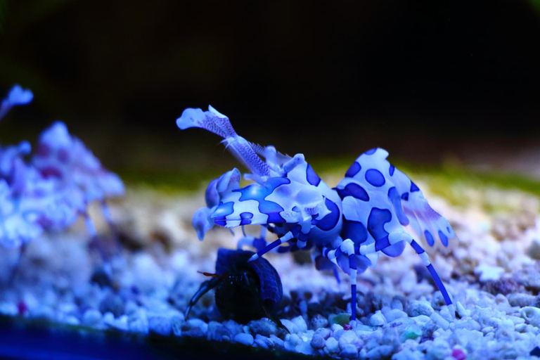 Salzburg Zoo Hellbrunn Skip-the-line Tickets & Private Car