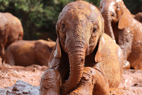 Au départ de Nairobi : Excursion d'une journée au centre des bébés éléphants et des girafes