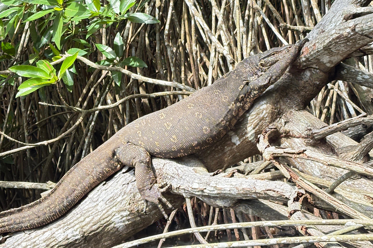 Bentota: River Boat Safari and Tuk-Tuk Ride with Pickup-Drop
