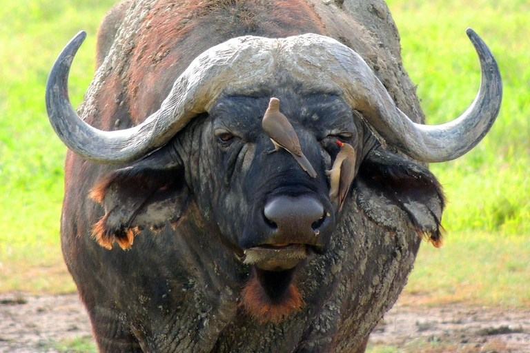 3-tägige Abenteuer-Safari im Norden von Sansibar mit Flügen &amp; MahlzeitenSansibar-Abenteuer: 3-tägige Safari im Norden mit Flügen und Mahlzeiten