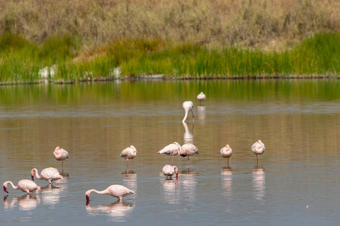 2 days 1 night Nyerere national park from Zanzibar by flight