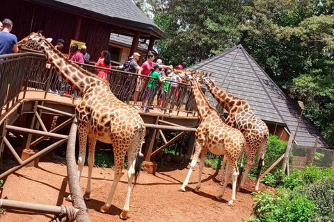 Tour to Giraffe Centre, Karen Blixen and Bomas of Kenya