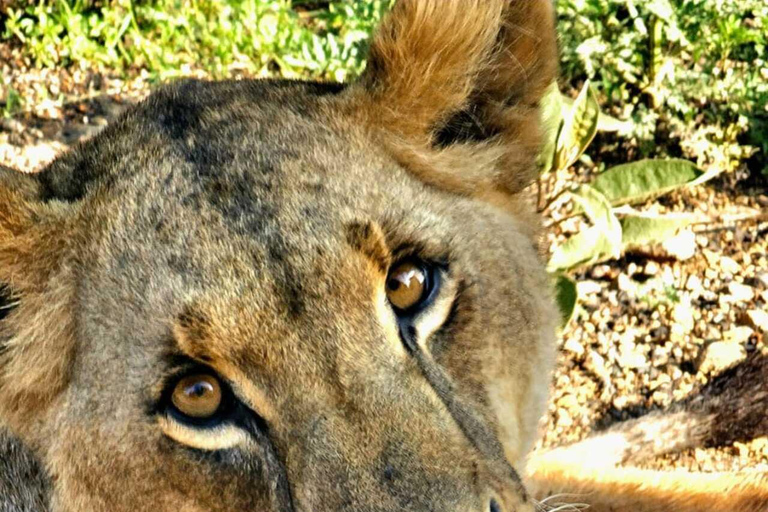 Nairobi: Nairobi National Park Safari with Guide