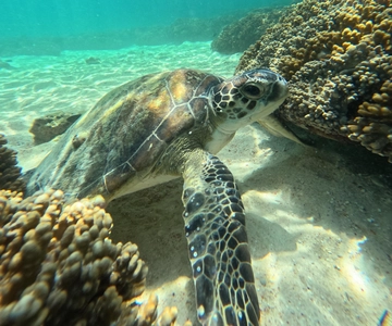 Muscat: Wycieczka snorkelingowa na wyspy Daymaniat z przekąskami