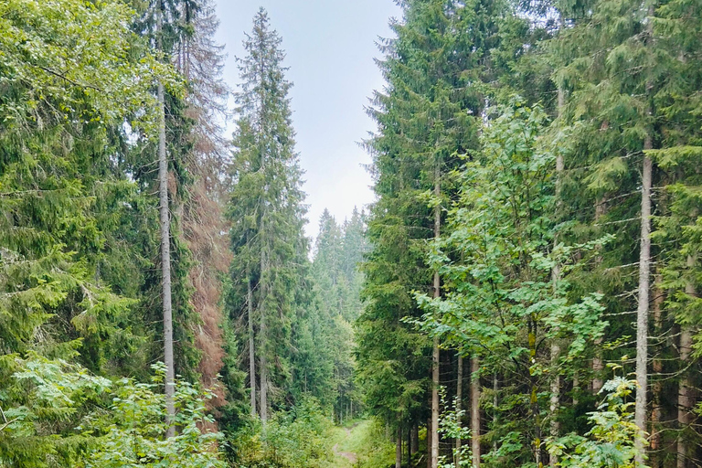 Oslo’s Mountain Flavors: Forest Walk & Bonfire Tasting