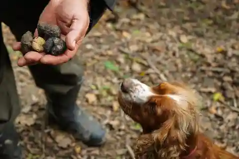 Toscane : chasse aux truffes et repas dans un domaine viticole