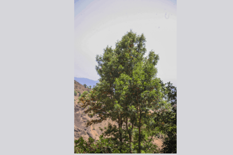 Assomada: Wycieczka piesza do Mato Dento z lunchemAssomada: Wycieczka piesza Mato Dento z obiadem