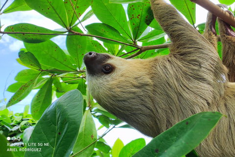 Cahuita: Hiking and wildlife watching tour