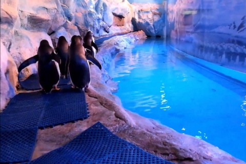 Mexico City: Inbursa Aquarium Entry with Hotel Transfer